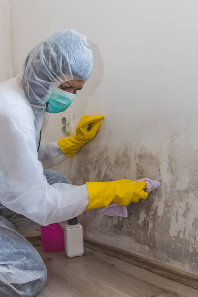 Mold Remediation for Rental Properties in Groveland, ID